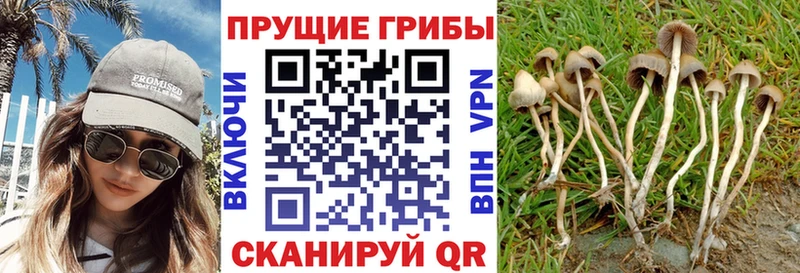 купить наркоту  мега рабочий сайт  Галлюциногенные грибы Magic Shrooms  Новая Ляля 